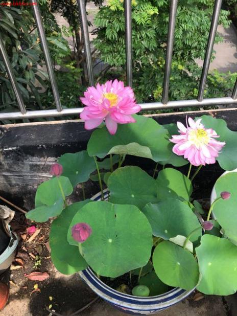 3分钟学会种碗莲,何时长芽?何时开花?一看就明白