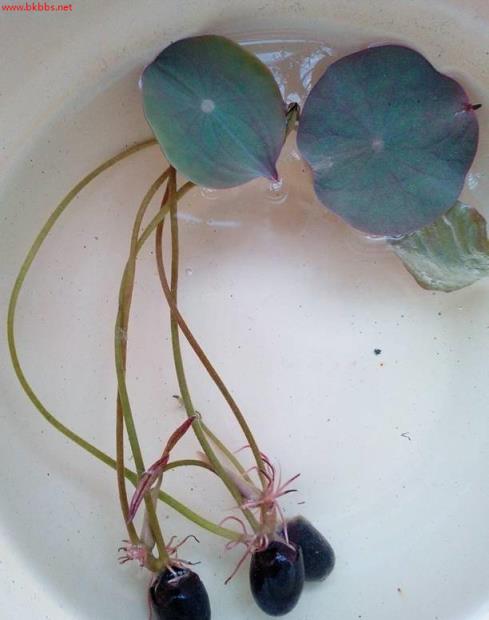 3分钟学会种碗莲,何时长芽?何时开花?一看就明白