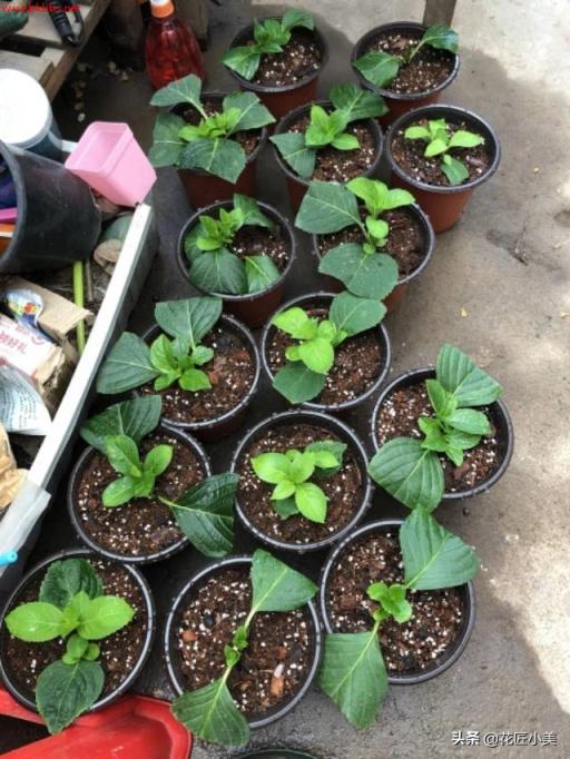 想栽绣球花不用买,剪根枝子插土里,20天长出大白根,一年后爆花
