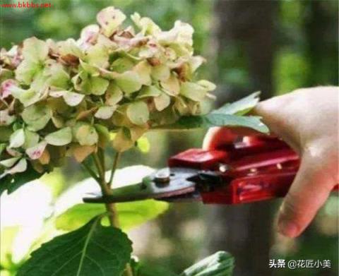 想栽绣球花不用买,剪根枝子插土里,20天长出大白根,一年后爆花