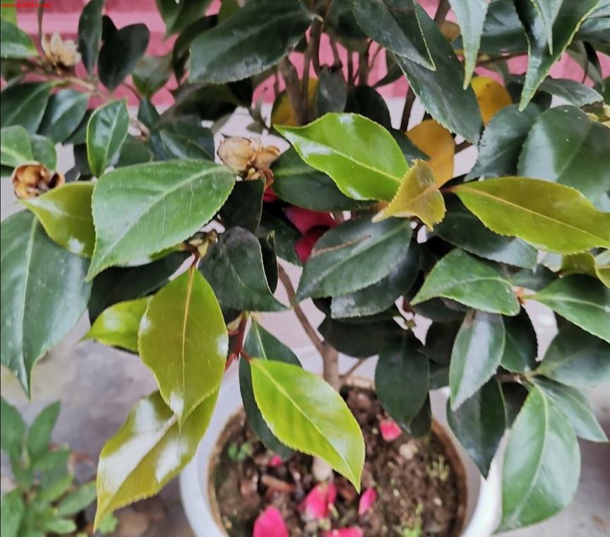 6月以后,茶花开始长花苞,现在做好4件事,花期才能大量开花