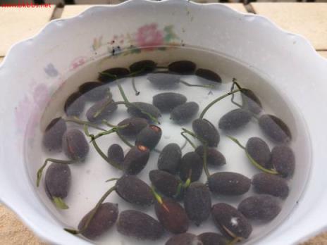 3分钟学会种碗莲,何时长芽?何时开花?一看就明白