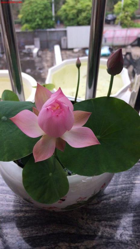 3分钟学会种碗莲,何时长芽?何时开花?一看就明白