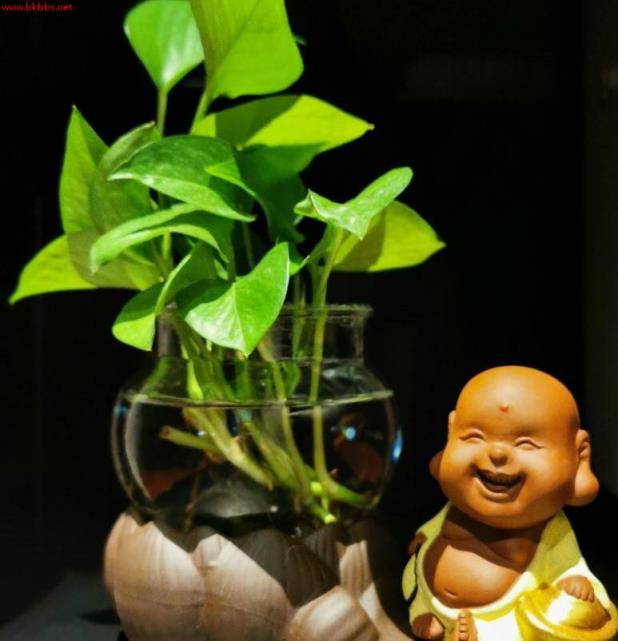 3种水培植物冬天养,换换水,省去养花不少麻烦事