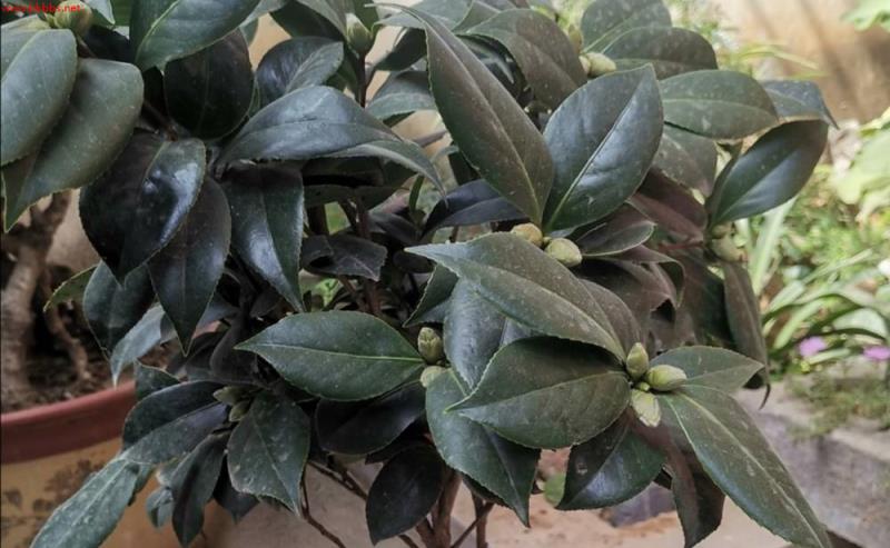 6月以后,茶花开始长花苞,现在做好4件事,花期才能大量开花