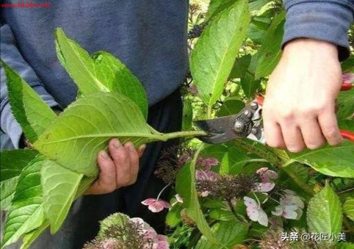 想栽绣球花不用买,剪根枝子插土里,20天长出大白根,一年后爆花