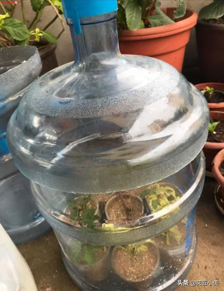 想栽绣球花不用买,剪根枝子插土里,20天长出大白根,一年后爆花