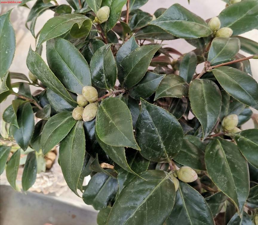 6月以后,茶花开始长花苞,现在做好4件事,花期才能大量开花
