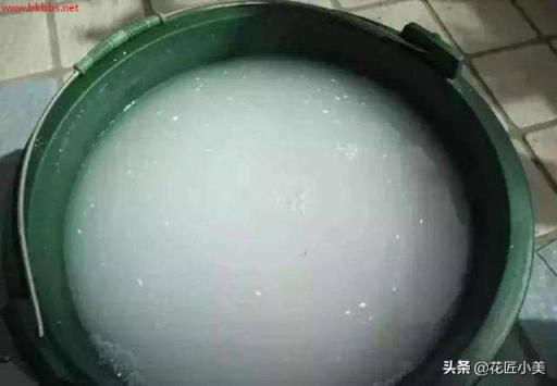 想栽绣球花不用买,剪根枝子插土里,20天长出大白根,一年后爆花