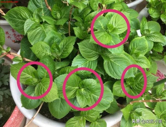 想栽绣球花不用买,剪根枝子插土里,20天长出大白根,一年后爆花