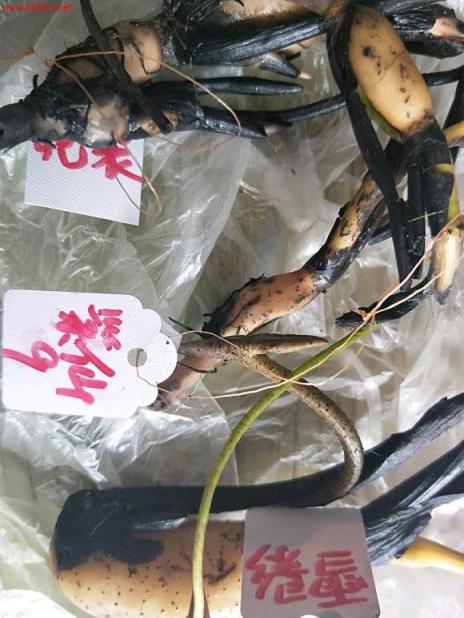 3分钟学会种碗莲,何时长芽?何时开花?一看就明白
