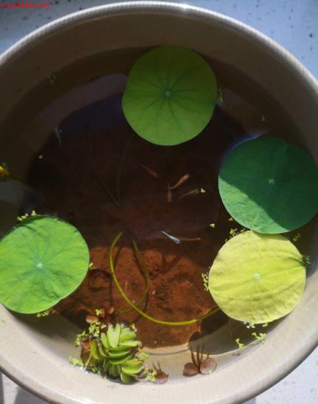3分钟学会种碗莲,何时长芽?何时开花?一看就明白