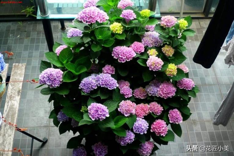 想栽绣球花不用买,剪根枝子插土里,20天长出大白根,一年后爆花