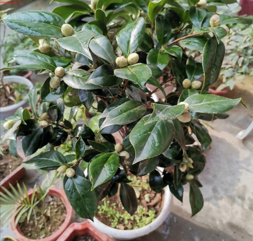 6月以后,茶花开始长花苞,现在做好4件事,花期才能大量开花
