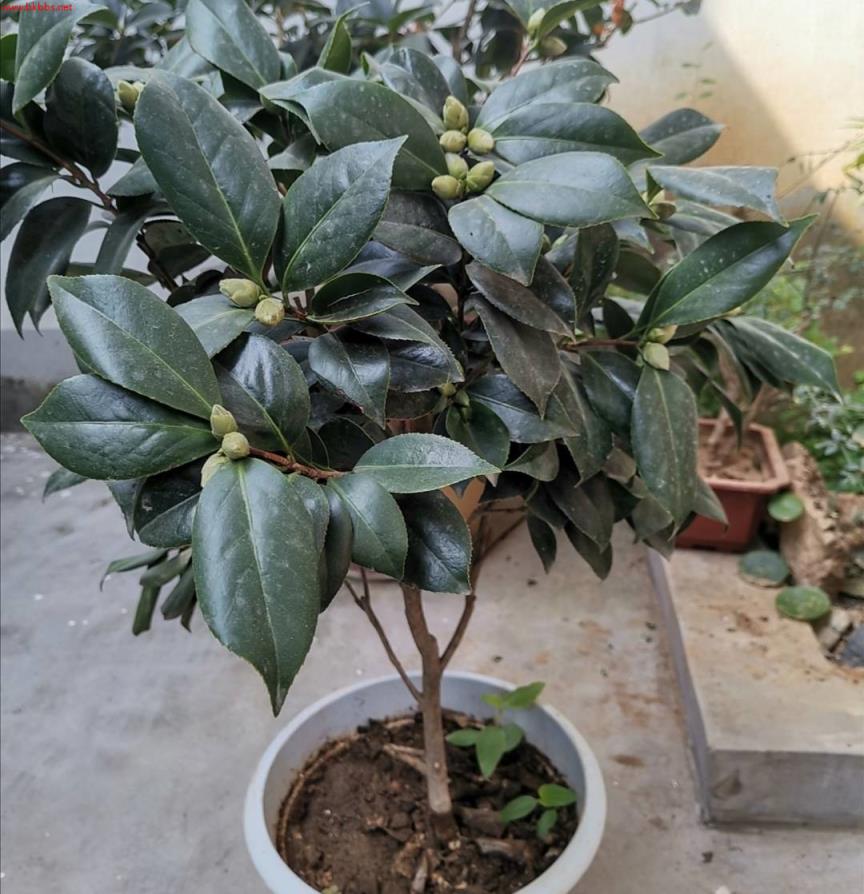 6月以后,茶花开始长花苞,现在做好4件事,花期才能大量开花