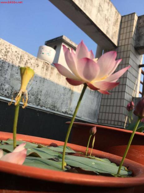 3分钟学会种碗莲,何时长芽?何时开花?一看就明白