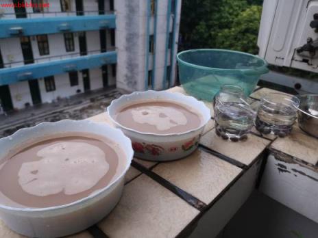 3分钟学会种碗莲,何时长芽?何时开花?一看就明白