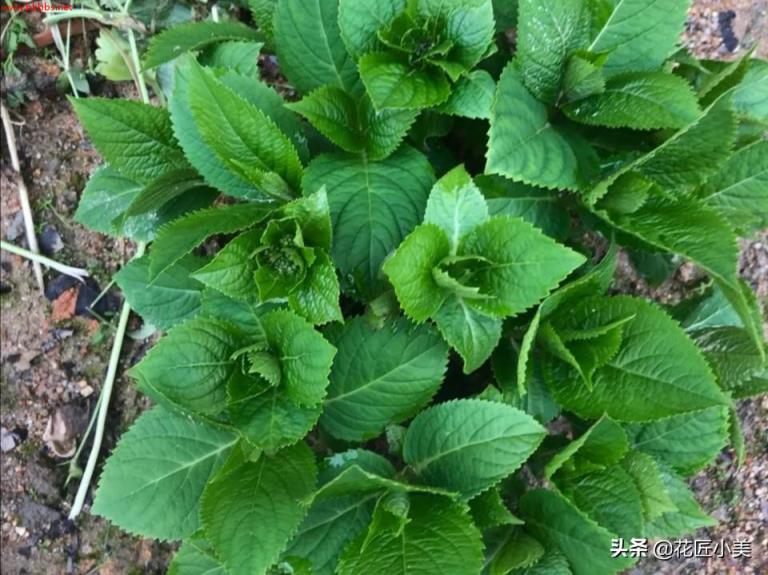 想栽绣球花不用买,剪根枝子插土里,20天长出大白根,一年后爆花