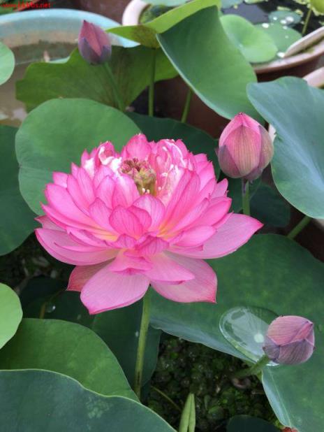3分钟学会种碗莲,何时长芽?何时开花?一看就明白
