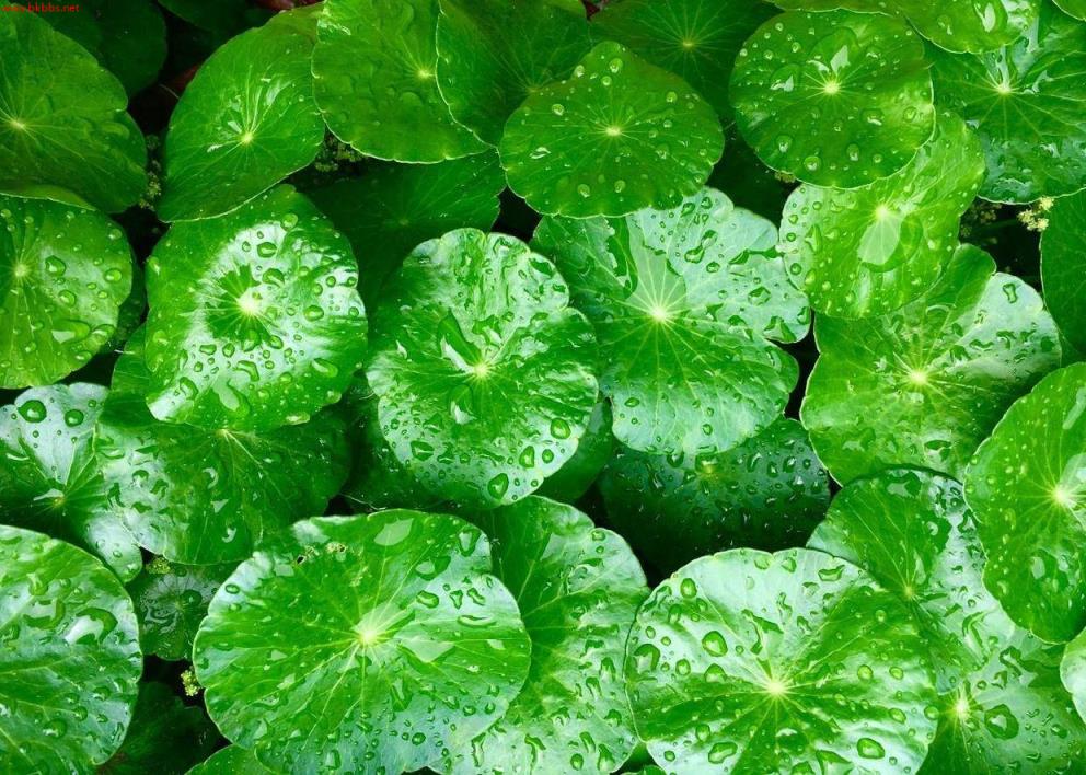 3种水培植物冬天养,换换水,省去养花不少麻烦事