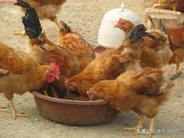 卖鸡前一个月,在料里加这3种草,鸡长得又肥又壮