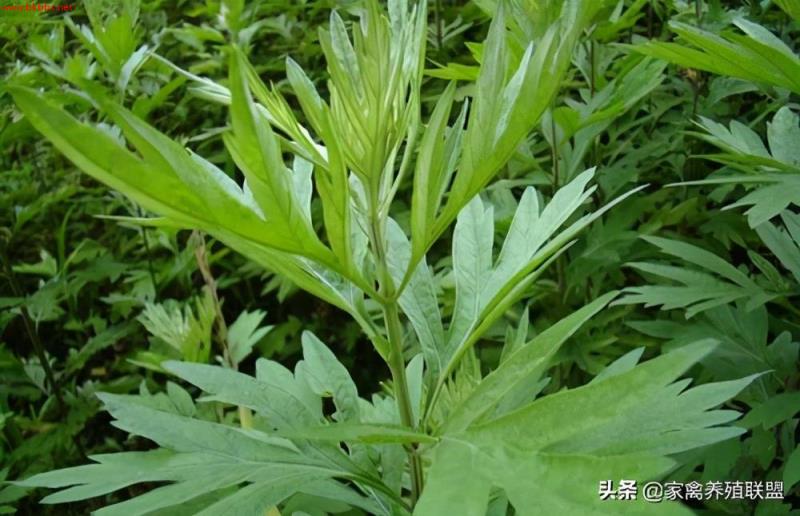 卖鸡前一个月,在料里加这3种草,鸡长得又肥又壮