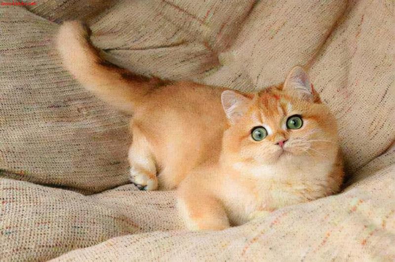 养猫经验:猫咪几个月驱虫