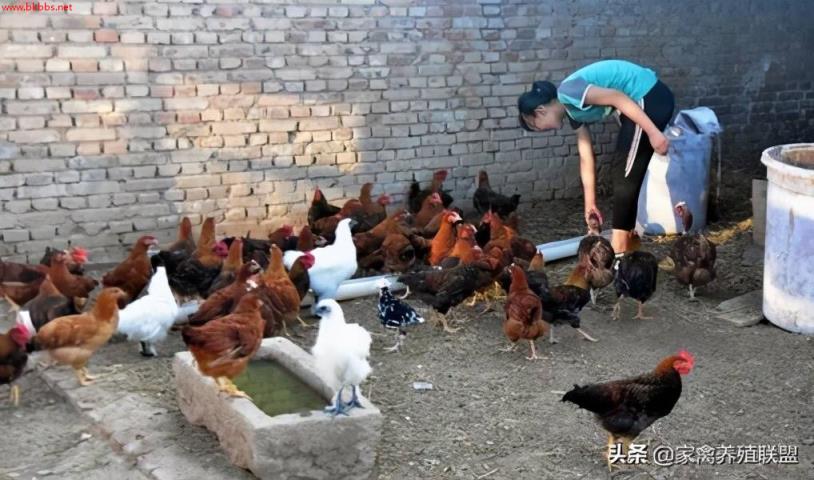 卖鸡前一个月,在料里加这3种草,鸡长得又肥又壮
