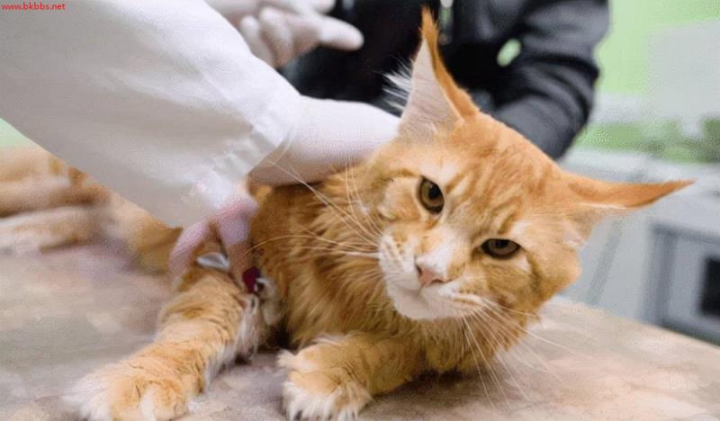 养猫经验:猫咪几个月驱虫