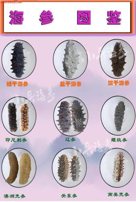想吃海参,先问自己两个问题