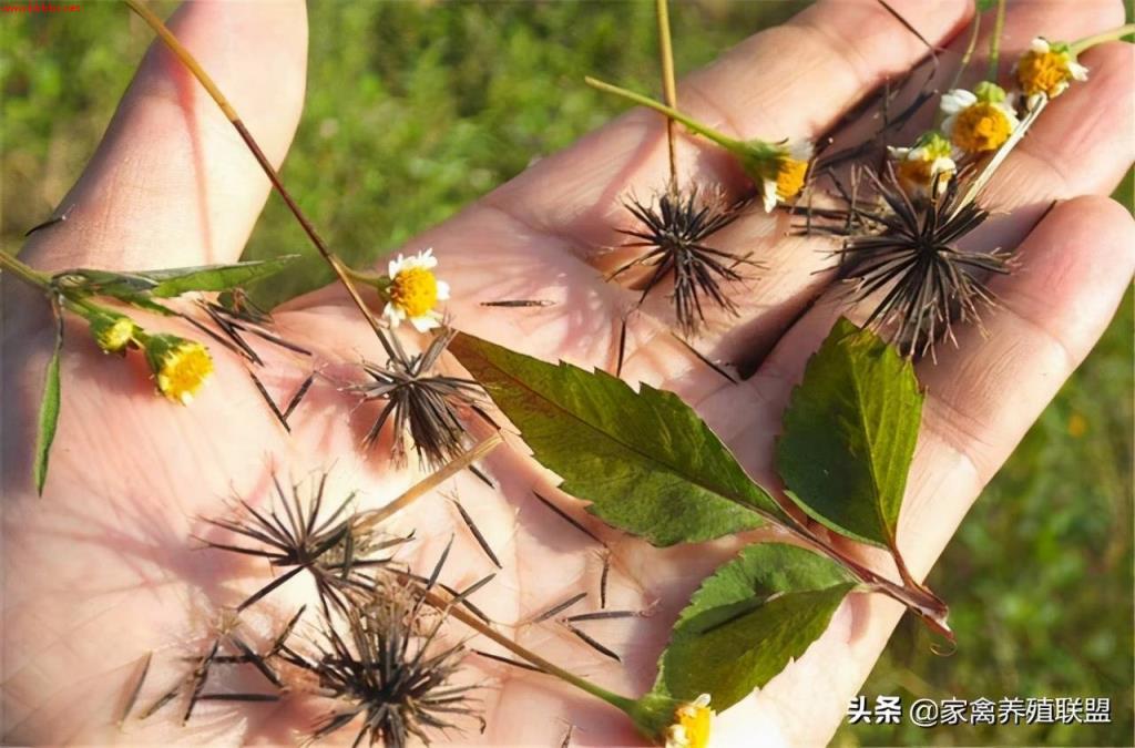 卖鸡前一个月,在料里加这3种草,鸡长得又肥又壮