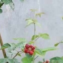 如何防止盆土板结
