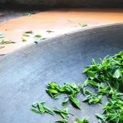 绿茶怎么制作