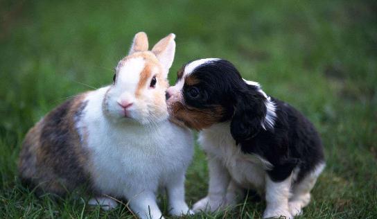 塔里木兔的兔笼应该如何选择?