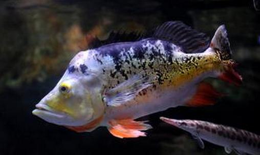 射水鱼的简介-射水鱼吃什么?