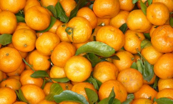 常食沙糖桔祛痰平喘调理脾胃 食用沙糖桔的注意事项