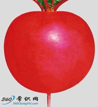 东北雌性红萝卜