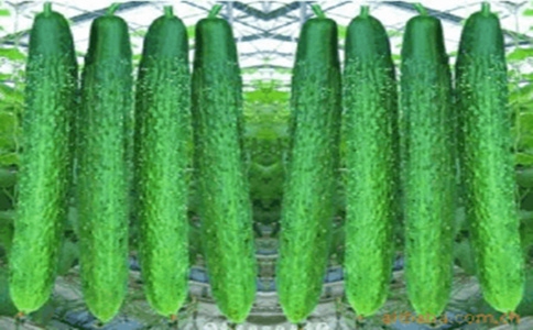 黄瓜