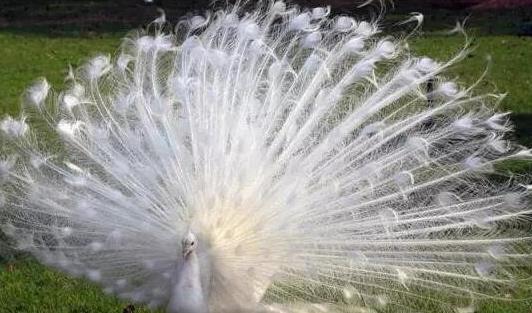 世界上最美的孔雀 白孔雀开屏太美了(羽毛洁白没有一丝杂色)