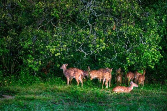 斯里兰卡十大旅游景点排行榜 斯里兰卡旅游有什么好玩的地方