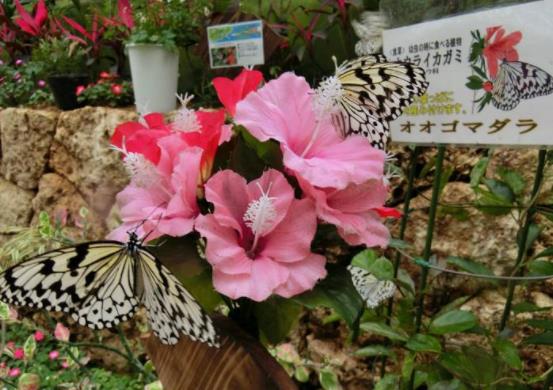 日本冲绳县十大旅游景点排行榜 冲绳县有什么好玩的地方