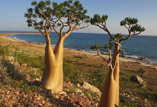 也门六大旅游景点排行榜 也门特有什么好玩的地方