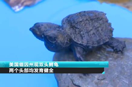 美国缅因州现双头鳄龟 两个头部均发育健全
