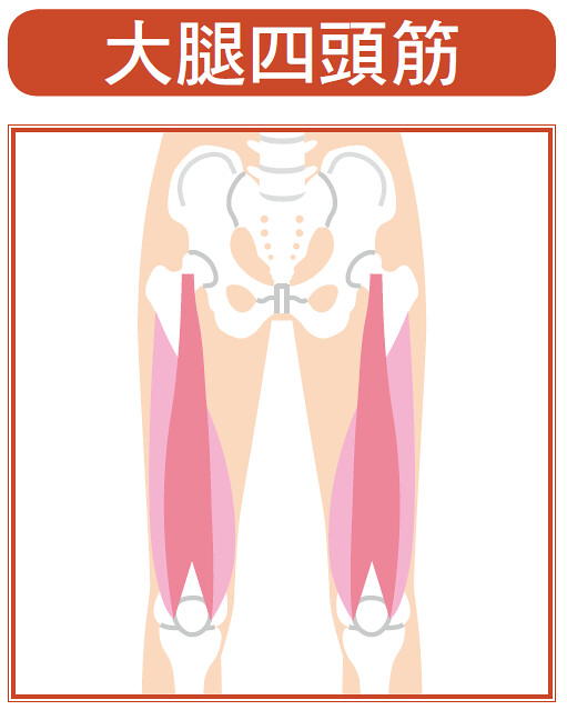 伸展膝盖肌肉体操:锻鍊这里!大腿四头肌