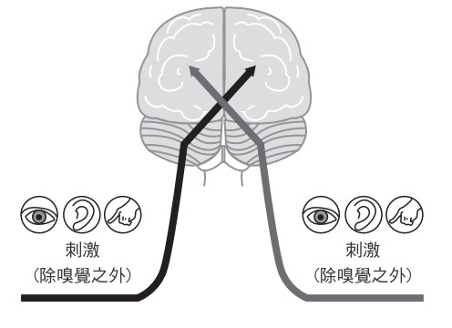 刺激活化大脑,要顺着神经路径走向