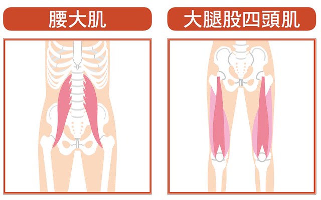 弓箭步肌肉体操:锻鍊这里!腰大肌、大腿股四头肌