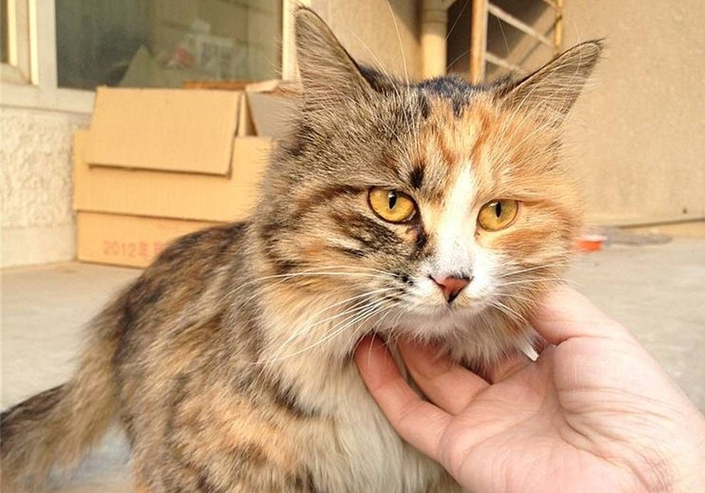 辟谣,猫咪公母难辨?各阶段有不同方法,掌握两点便能轻松识别