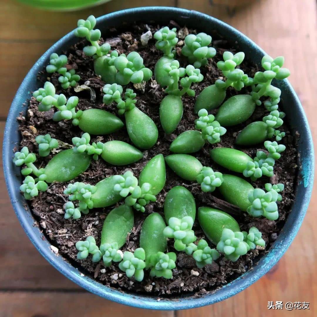 多肉植物繁殖四法:播种、分株、扦插、嫁接,给我1年,还您肉盆