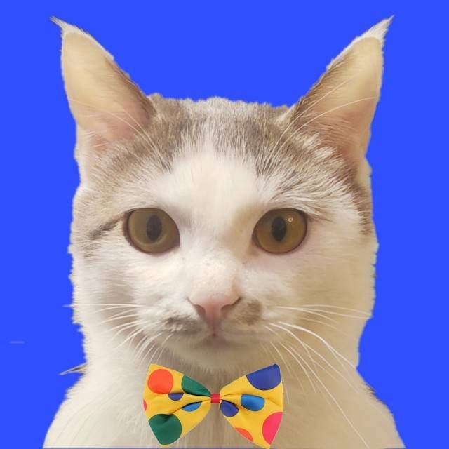 Photoshop零基础入门|证件照自制and排布