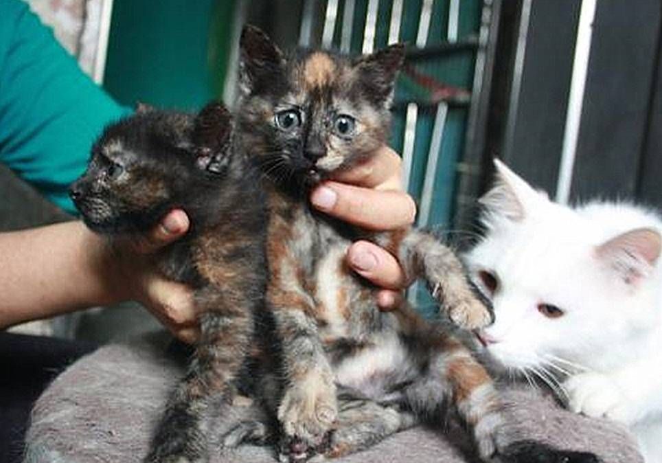 辟谣,猫咪公母难辨?各阶段有不同方法,掌握两点便能轻松识别
